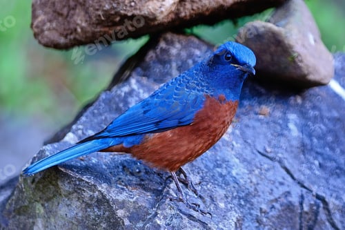 Preview: male Chestnut-bellied Rock-Thrush