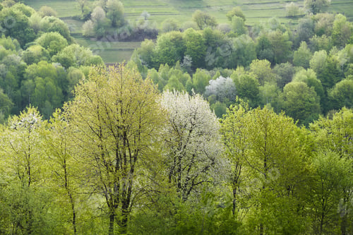 Preview: Green spring foliage in the forest hills
