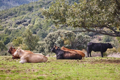 Preview: Cows grazing in the countryside on a sunny day. Agriculture