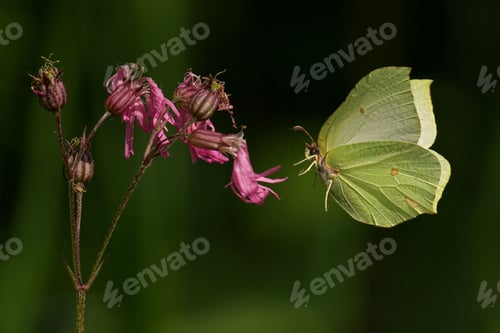 Preview: Close-up of a Brimstone butterfly feeding from a pink flower against blur green background