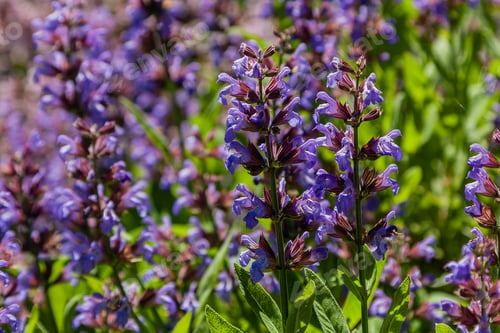Preview: Field of lilac field flowers
