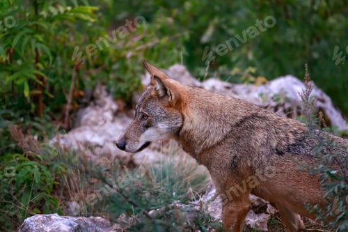 Preview: Wolf portrait in the foreground