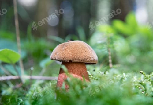 Preview: mushrooms