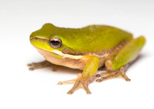 Preview: frog on white