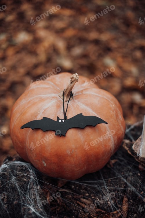 Preview: Halloween pumpkin and holiday decor at maple leaves among trees in autumn season outdoor