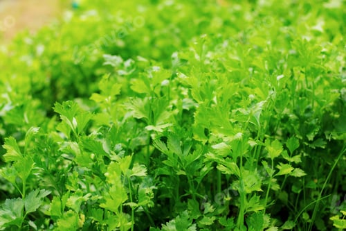 Vorschau: Grün von Sellerie auf Plantage.