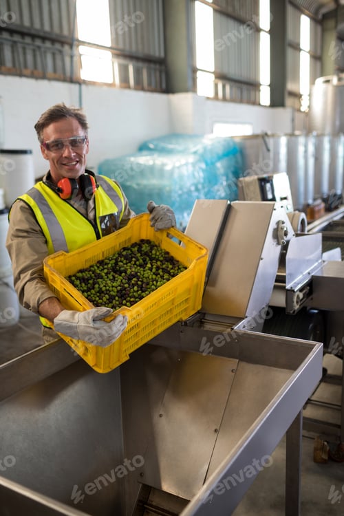 Preview: Portrait of happy worker putting harvested olive in machine