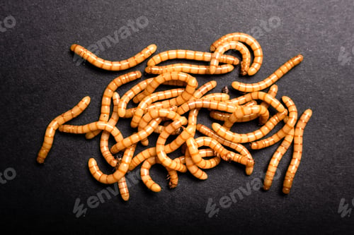 Preview: Group of golden mealworms viewed from above moving on a dark background, Tenebrio molitor