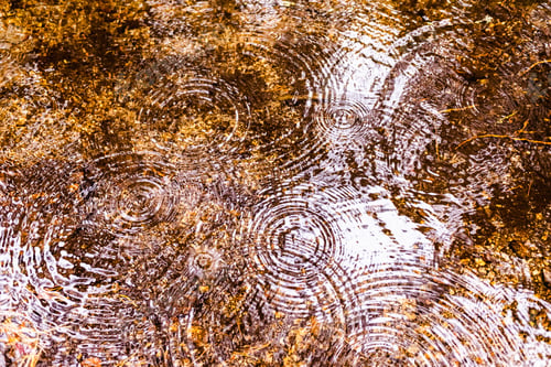 Preview: Natural background with the reflection of a forest in a lake during a rain with waves of drops