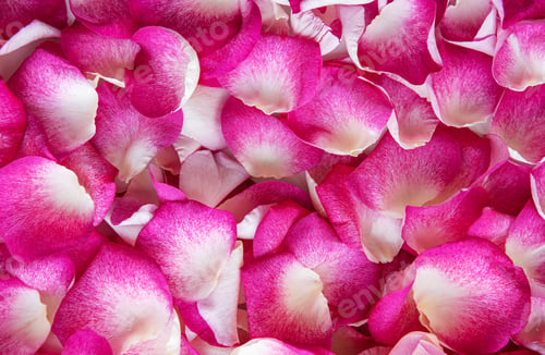 Preview: Pink rose petals