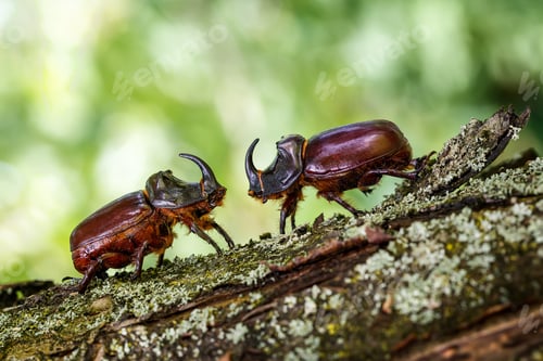 Preview: Two Rhinoceros Beetle on a Tree Branch