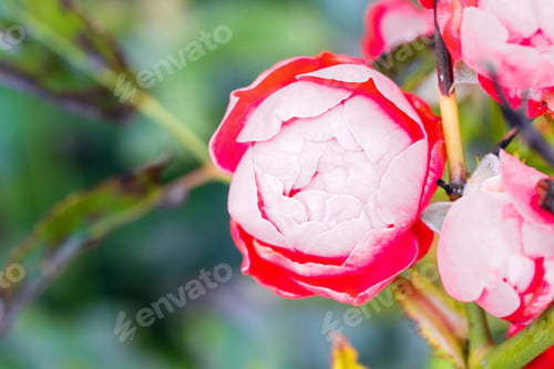 Preview: Rose flower in the garden of roses, English roses