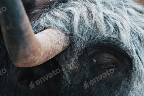 Preview: Beautiful black yak on the background farm