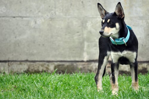Preview: Close-up shot of a black Australian Kelpie dog standing on the grass