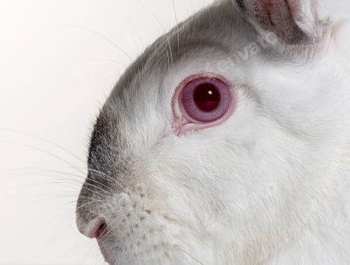 Preview: Clse-up on a albinos eye of a Crossbreed rabbit