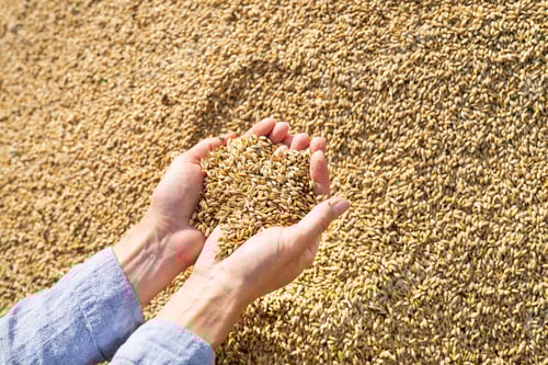 Preview: Woman farmer checks the quality of barley grain after harvest holding the grain in her palms.