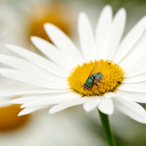 Preview: Fly on a Marguerite