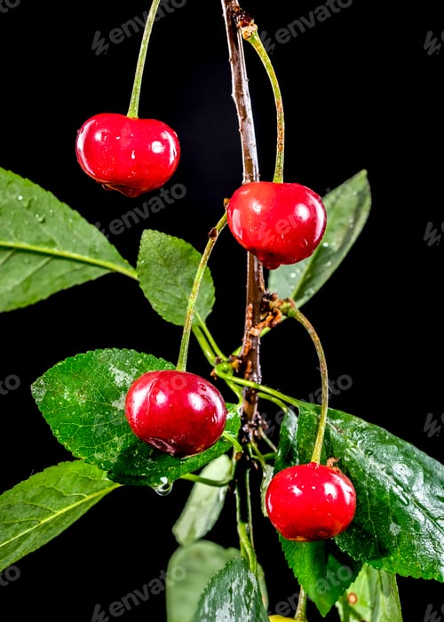 Preview: Wild cherry on a black background