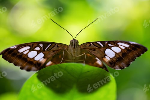 Preview: Macro Picture of a Butterfly