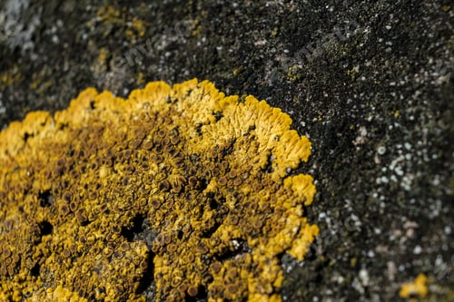 Preview: Macro image of yellow lichen on rough stone.