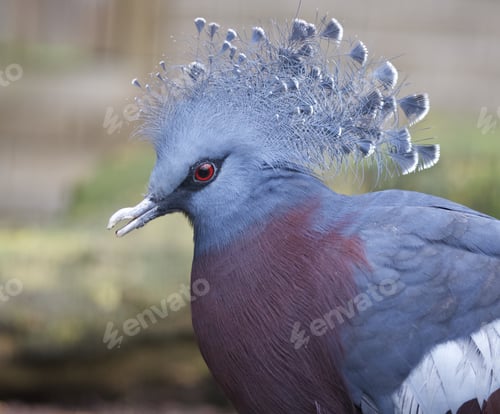 Preview: Closeup of a Victoria crowned pigeon, a bird with elegant blue lace-like crests