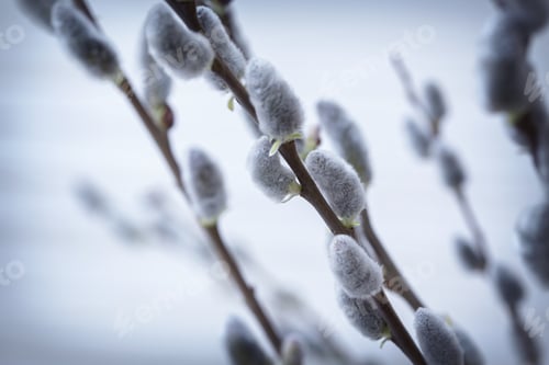Preview: tree branch with buds