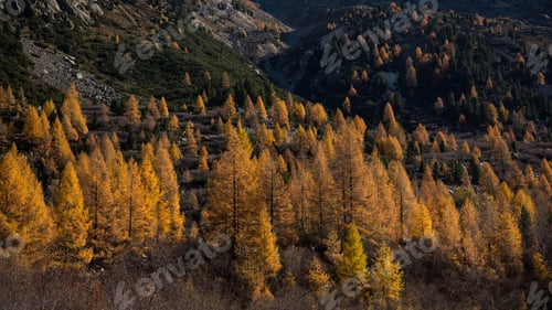 Preview: Autumn forest landscape in a mountainous region.