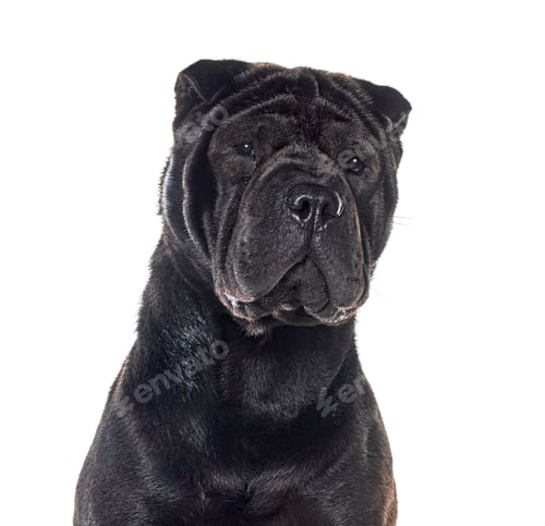Preview: Head shot of a Black Sharpei, isolated on white