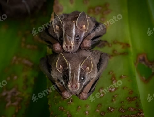 Preview: Bat in the Rainforest of Costa Rica