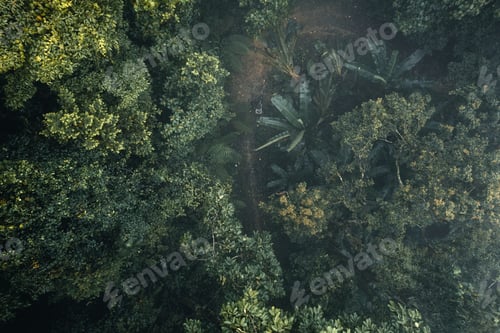 Preview: dark forest during a foggy,forest pine in asia