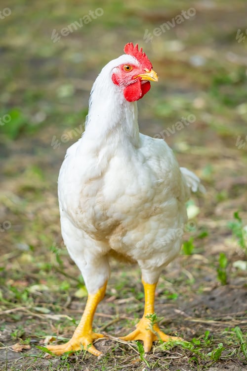 Preview: Vertical shot of a white chicken with a red crown on a dry field