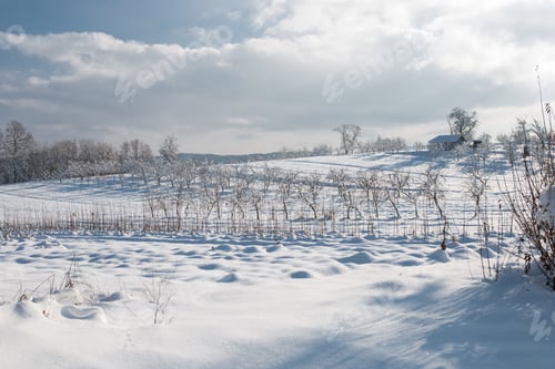 Vorschau: Schneebedecktes Feld und Bäume im Sonnenlicht und bewölkter Himmel im Winter