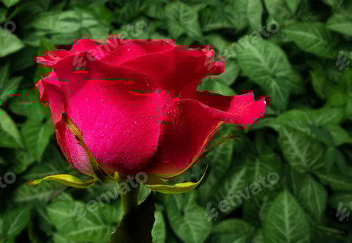 Preview: red rose on a background of green leaves
