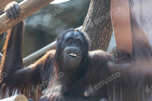 Preview: Funny monkey with a funny smile in the zoo.