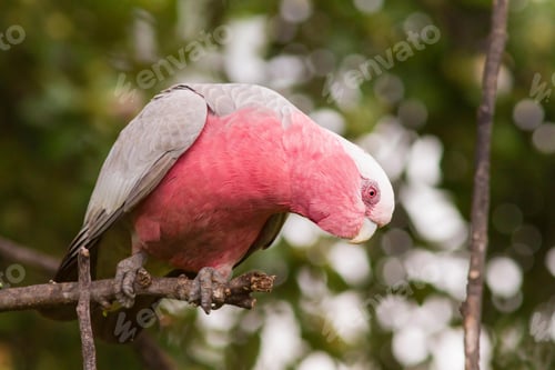 Preview: bird, cockatoo galah, parrot, pet