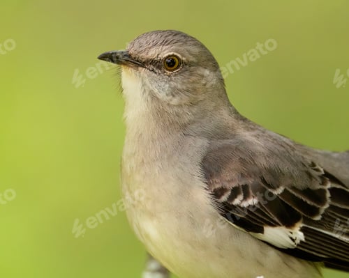 Preview: Northern Mockingbird
