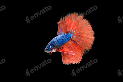 Preview: Beautiful colorful of siamese betta fish