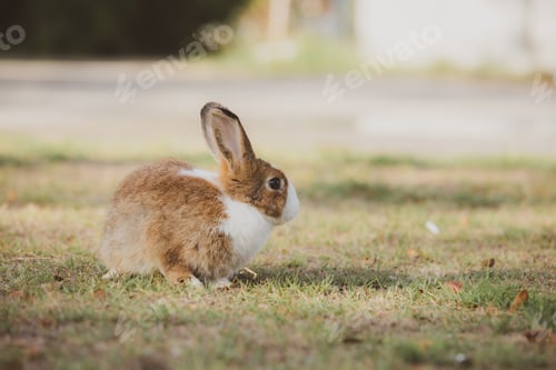 Preview: cute animal pet rabbit or bunny white or brown color for easter in natural easter celebration