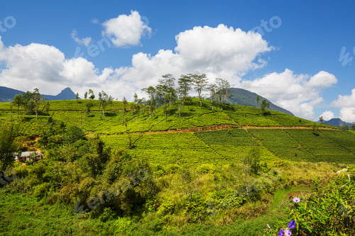 Preview: Tea plantation