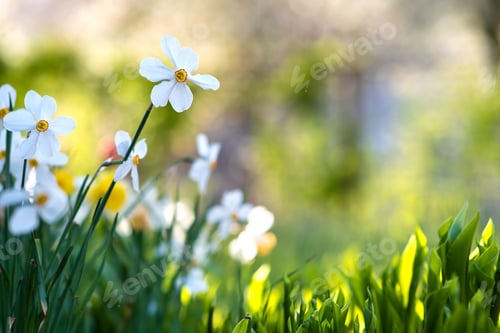 Preview: White tender narcissus flowers blooming in spring garden