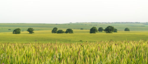 Preview: Wheat in a farmer field