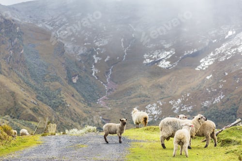 Preview: Sheep