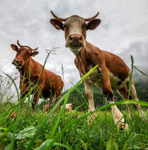 Preview: Cows on the meadow