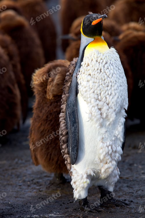 Preview: Vertical shot of a fluffy emperor penguin in South Georgia