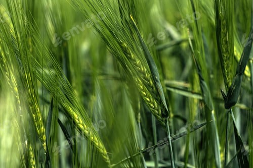 Preview: Closeup of barley (Hordeum Vulgare) cereal crops in sunlight
