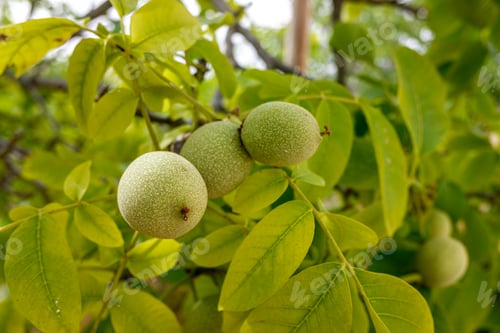 Preview: Fruit of the walnut, with a walnut inside, still green in a walnut tree.