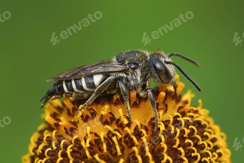 Preview: Macro shot of a cuckoo bee (Coelioxys) on a yellow flower against a blurred background