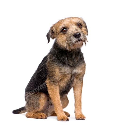 Preview: Border terrier
