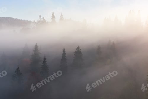Preview: Misty beech forest on the mountain slope in a nature reserve