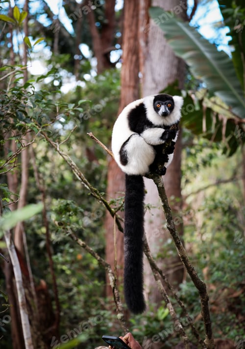 Preview: Indri lemur perched on a branch in Madagascar\'s lush rainforest during daylight